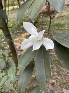 林间野生白色小花