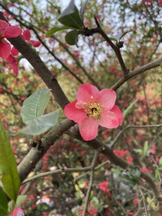 春日枝头红花绽放
