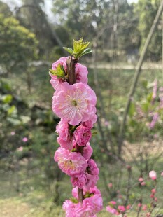 春日枝头粉花绽放
