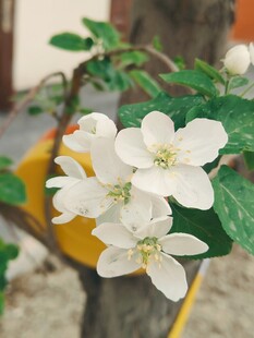 素雅白色花卉