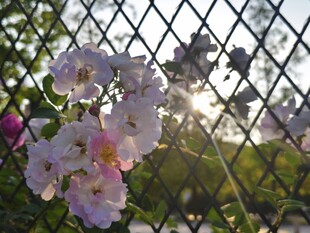淡粉花簇