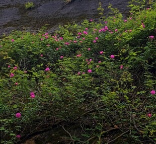 郊野水边粉花灌丛
