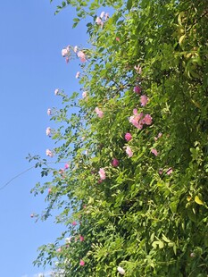蓝天下的蔷薇花簇