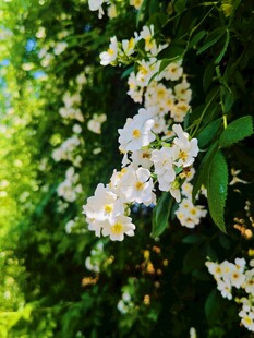 春日清新白色花簇