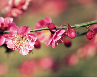 春日红梅花枝特写