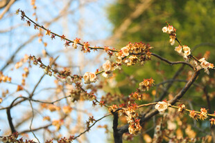 春日初开的梅花枝