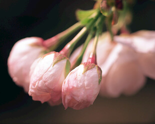 粉嫩樱花花苞特写