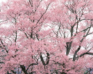 春日烂漫樱花树