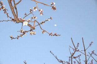 晴空下的春花枝桠
