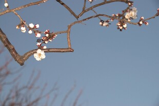 蓝天映衬下的梅花枝