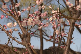 春日枝头桃花盛开
