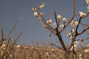 早春白梅映蓝天