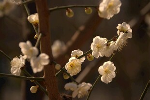 春日白梅绽放枝头