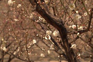 朦胧春日梅花枝