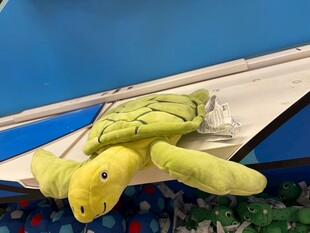 海龟