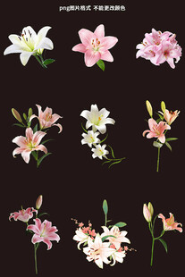 百合花素材