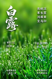 白露节气清新海报