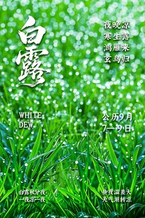 白露节气主题海报
