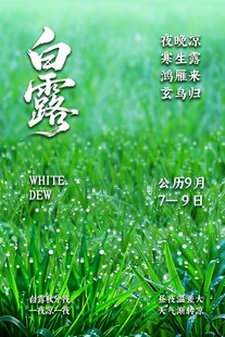 白露节气清新海报