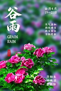谷雨节气花卉海报