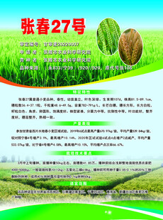 张春27号品种宣传海报