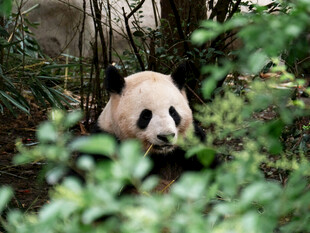 树丛中的大熊猫