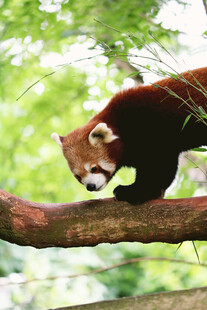 树枝上的小熊猫
