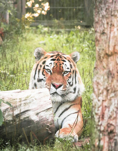 林间休憩的老虎