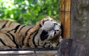 休憩的老虎