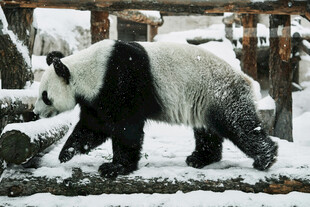 雪地漫步的大熊猫