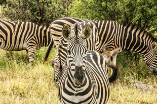 非洲草原斑马群