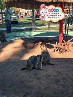 动物园里的水獭