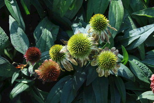 松果菊