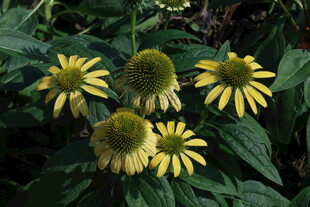 松果菊 