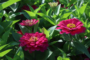 百日草 