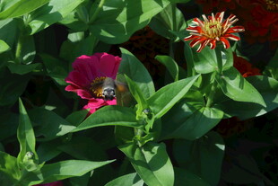百日草 