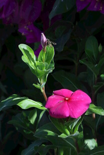 长春花  