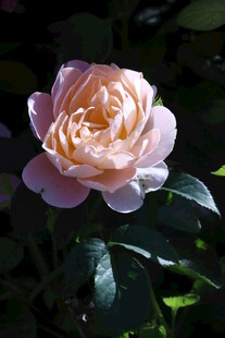 月季花 