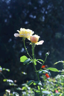 月季花 