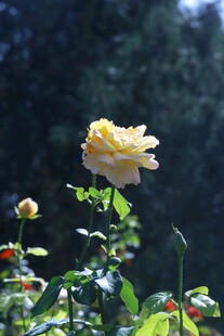 月季花