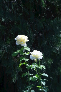 月季花 