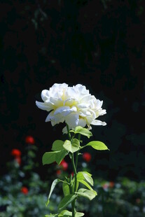 月季花