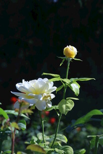 月季花 