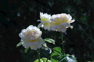 月季花  