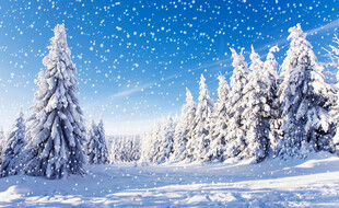 冬日雪原松林雪景