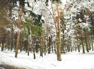 冬日雪地松树林风光