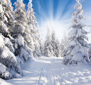 冬日雪林阳光美景
