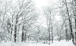 冬日风雪树林雪景