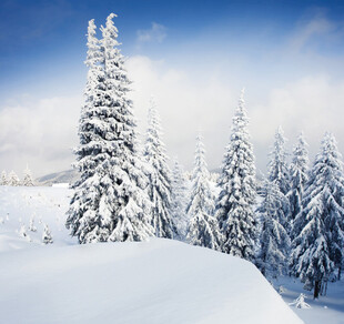 冬日雪原松林雪景