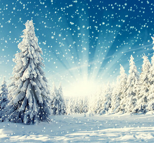 冬日松林雪景风光